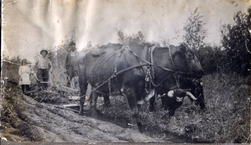 Ole Overvold with oxen and plow, Mayfield Township, Minnesota