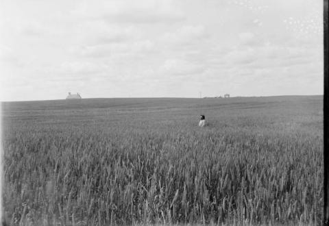 Simon Swenson in wheat field, Blue Mounds Township, Minnesota