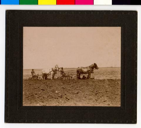 Two teams of horses plowing, Blue Earth County, Minnesota