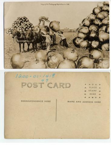 They grew onions how big? Cottonwood County, Minnesota