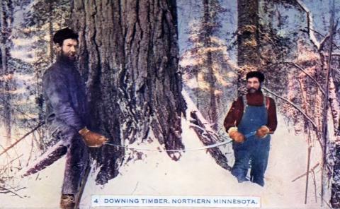 Loggers cutting white pine with two-man saw, northern Minnesota