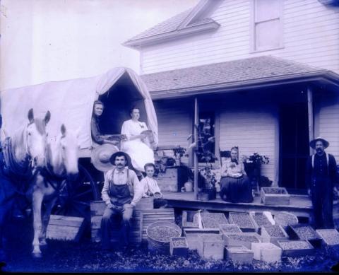 Covered wagon with baskets of produce, Roseau, Minnesota