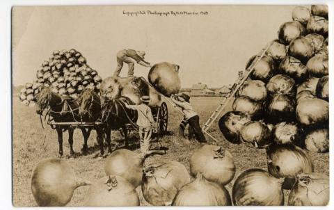 They grew onions how big? postcard