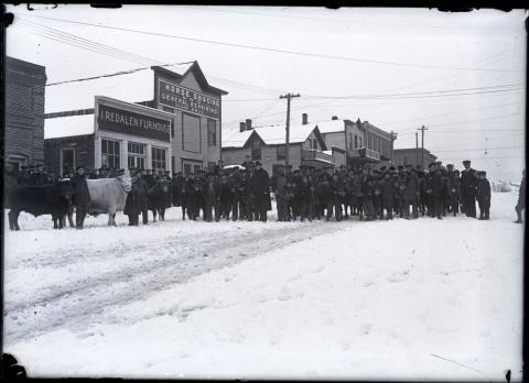 Men showing cattle, Coffee Street, Lanesboro, 1915