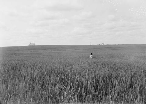 Simon Swenson in wheat field, Blue Mounds Township, Minnesota