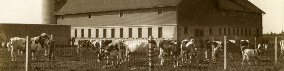 City Workhouse dairy cows and barn, Minneapolis, Minnesota